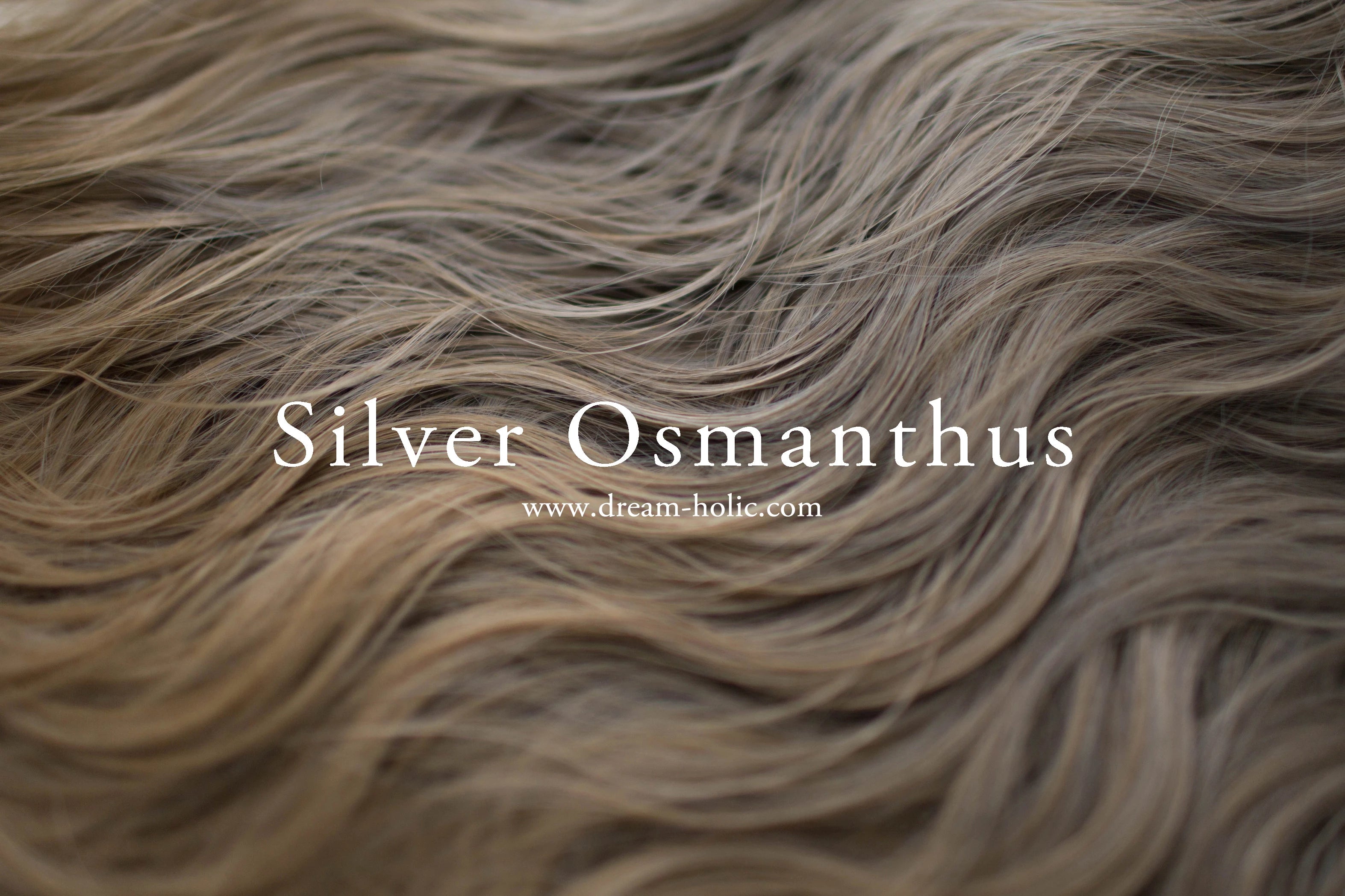 Silver Osmanthus